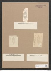 Navicula bicuspidata Cleve et Grun. (de-Toni-Nr.: Genus 1, Species 185) Zeichnungen Sammlung Grunow Nr. 482 (NHMW-BOT-W0366822)
